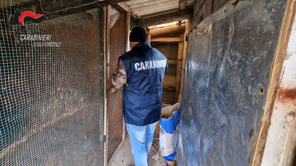 Forestali scoprono traffico illecito di uccelli da richiamo nel forlivese