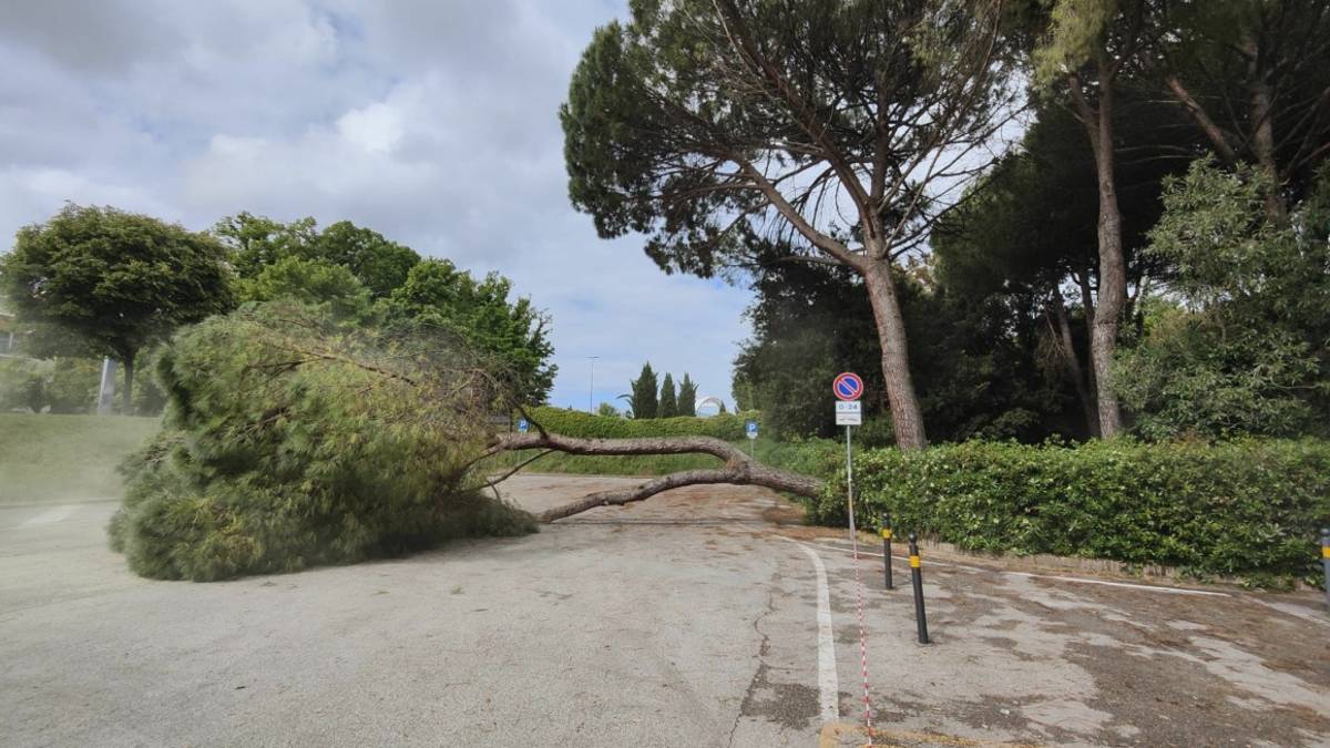 Maltempo, crollato albero al Mausoleo. Chiuso il monumento e il parcheggio