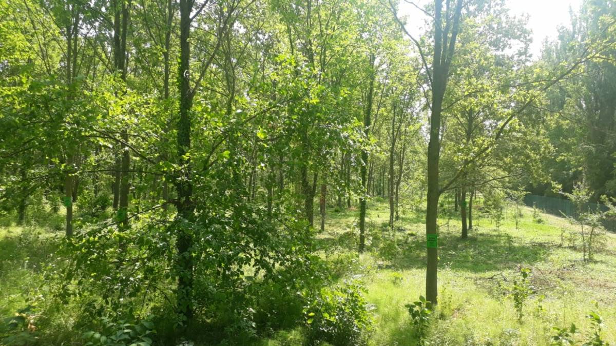 Faenza, a Granarolo un grande bosco con volpi e caprioli