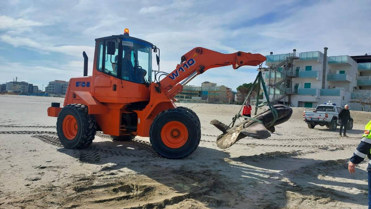 Cesenatico, rimossa la carcassa del pesce luna spiaggiato
