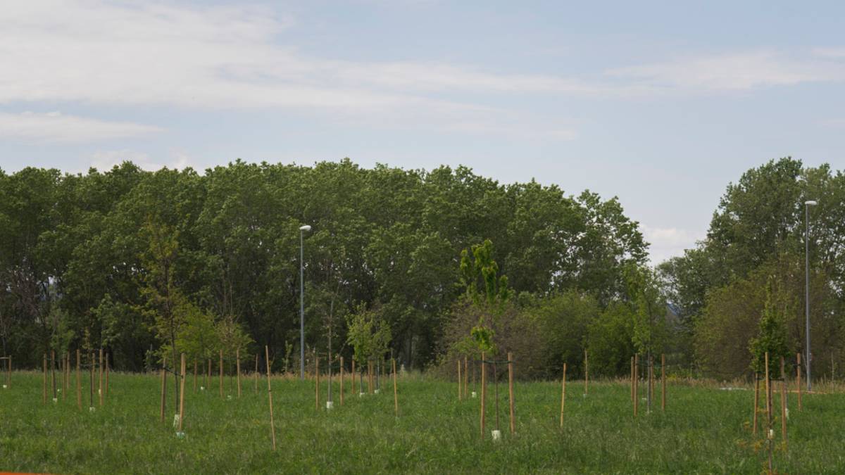 Cesena, bosco urbano: 5.900 piante messe a dimora