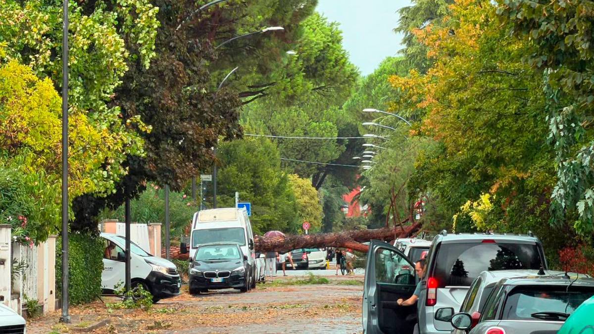 Nubifragio a Forlì: una strage di alberi e rami caduti, chiusi parchi e giardini pubblici
