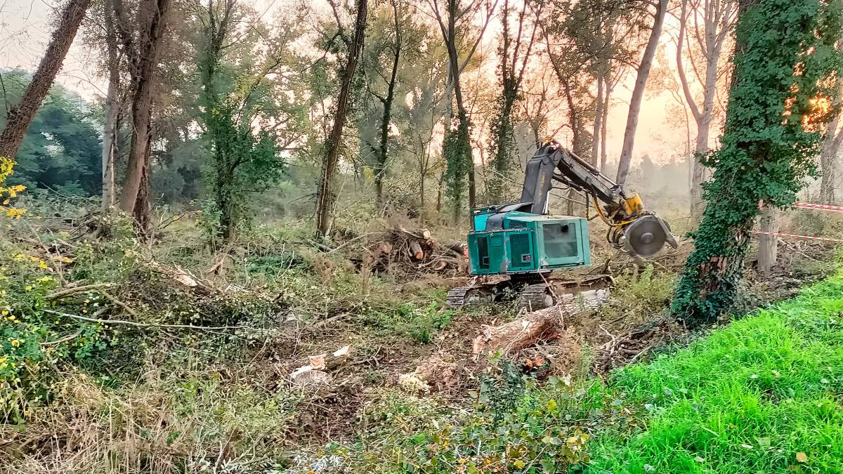 Protesta del Wwf provinciale: “A Cesena si sta tagliando indiscriminatamente un bosco lungo il fiume”
