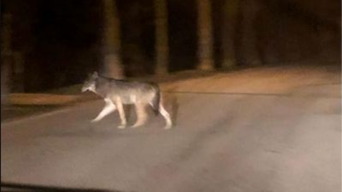 Cesena: lupo avvistato in pianura lungo via Case Missiroli