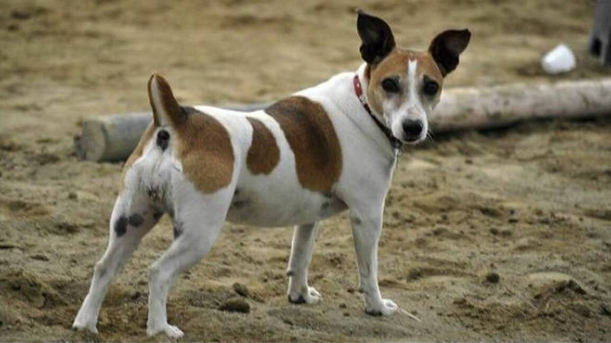 Uccise una cagnolina a forconate, condannato dopo 7 anni