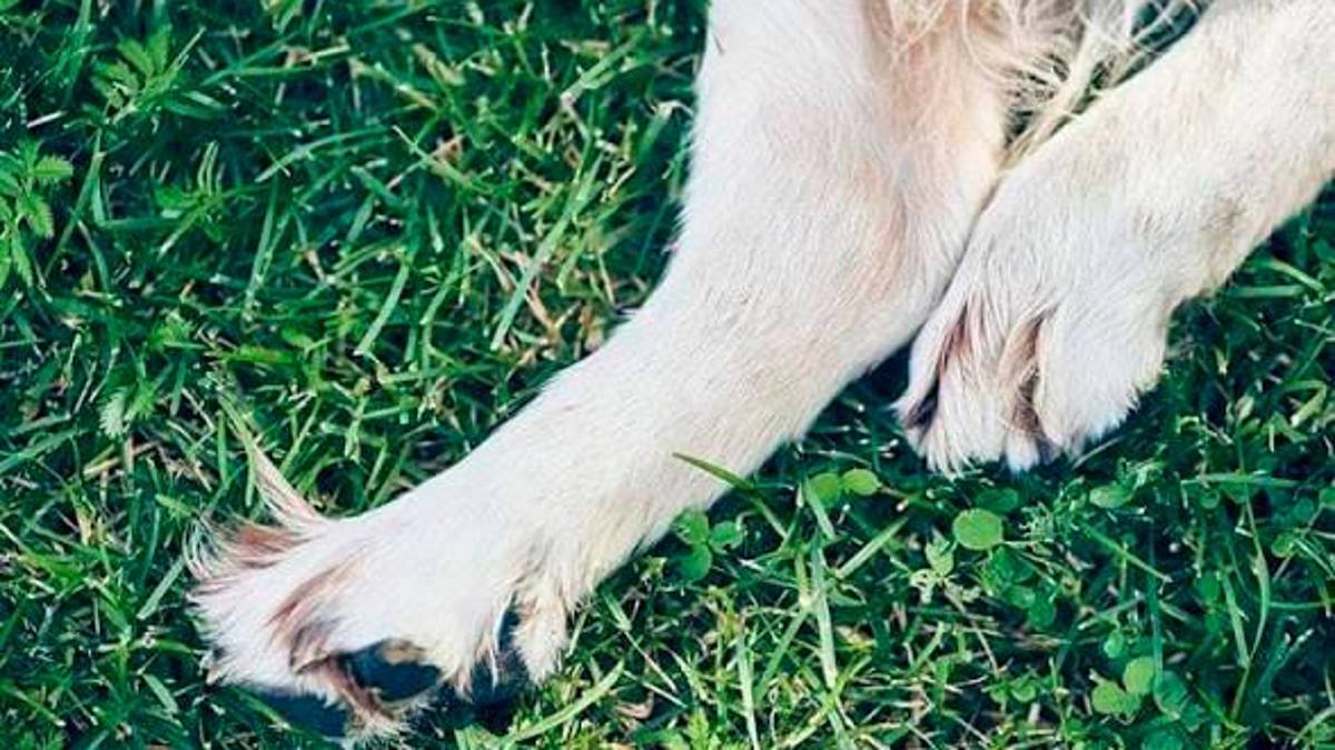 San Marino, oltre 40 cani avvelenati: a processo un 85enne