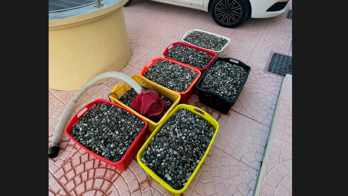 Cesenatico, sorpresi a pescare vongole di frodo: maxi-multa di 2000 euro