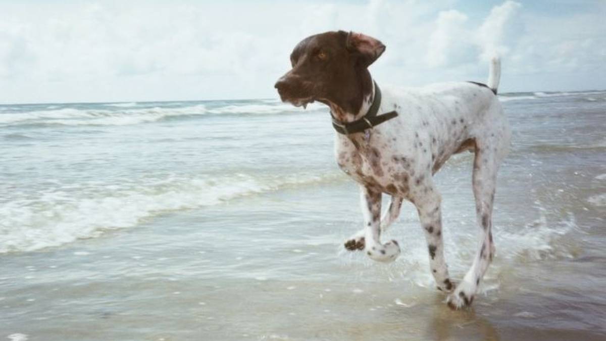 Ravenna: fuma e porta il cane in spiaggia, multe da 600 euro