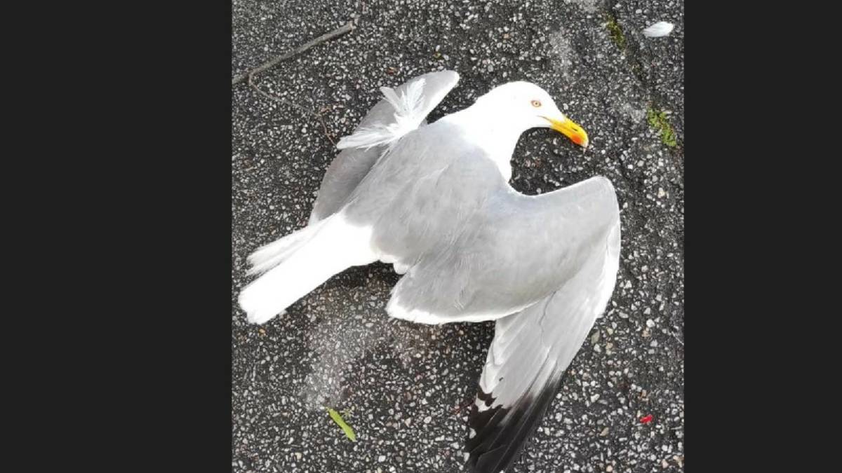 Rimini, Un killer spara ai gabbiani col fucile in centro: la denuncia del Cras
