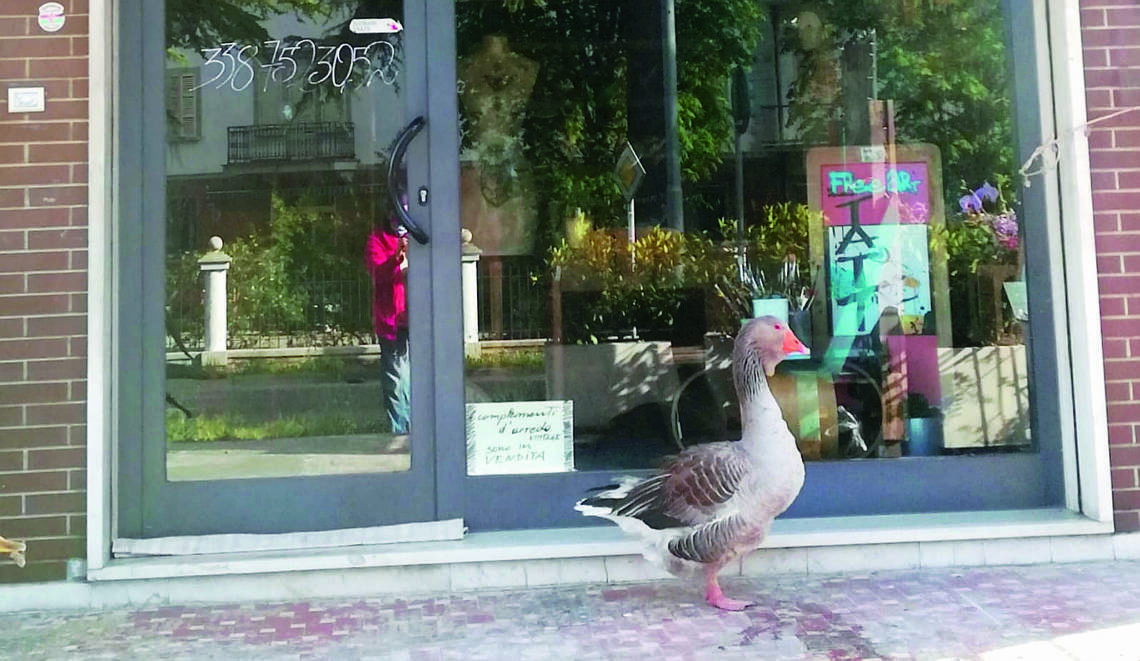 Riolo Terme, oche sparite dal parco. Reginaldo le cerca in paese