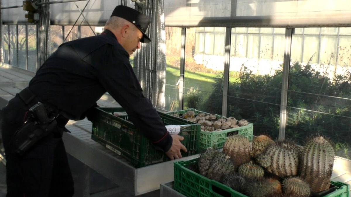 Traffico di piante in via d'estinzione per un milione: denunciato
