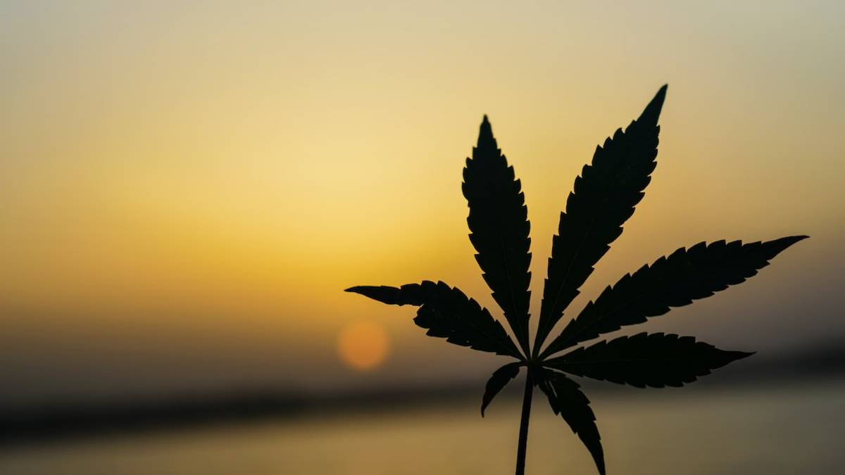 Cesenatico, sequestri di hashish e marijuana nella pineta di Zadina