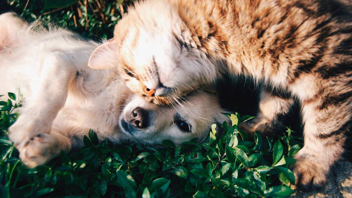 Gli ospiti delle residenze per anziani potranno portare il proprio cane o il proprio gatto: via libera dell’Emilia-Romagna