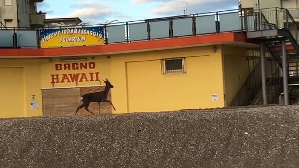 Capriolo corre libero in spiaggia a Valverde di Cesenatico