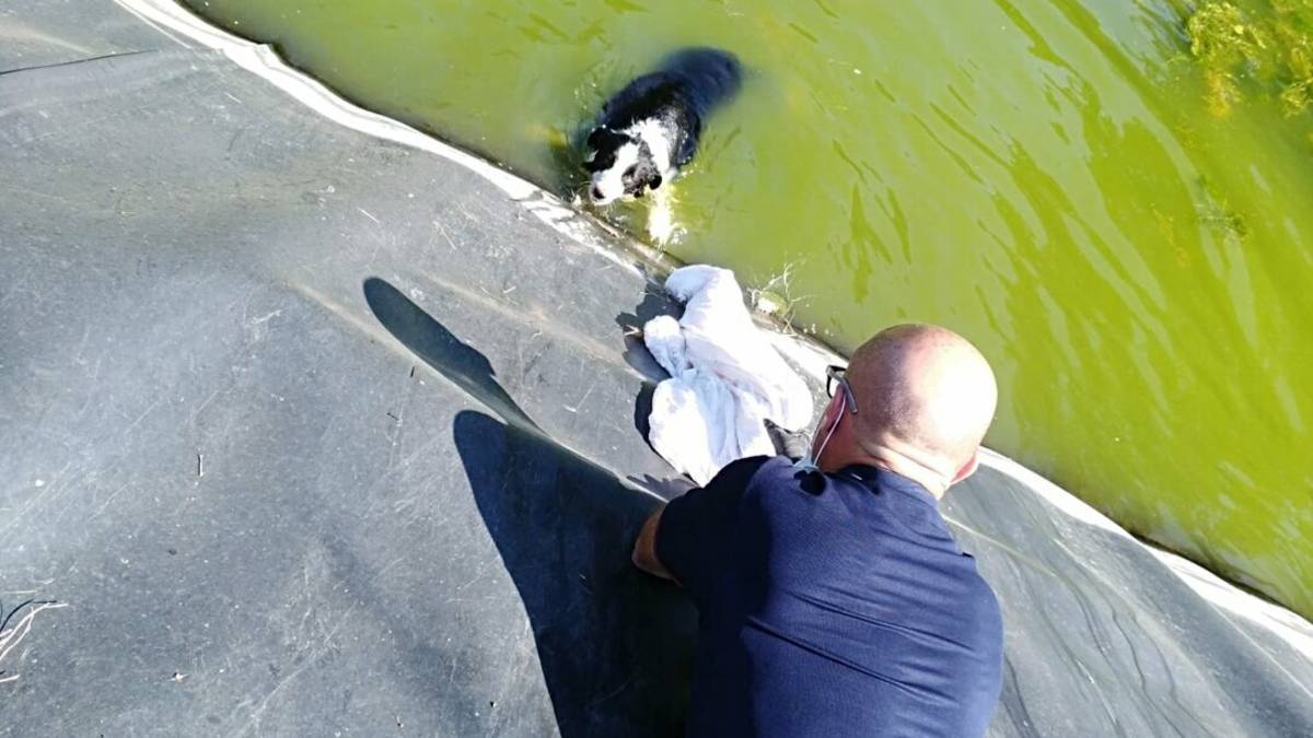 Predappio, i Carabinieri forestali salvano un cane in un laghetto a Sant'Agostino