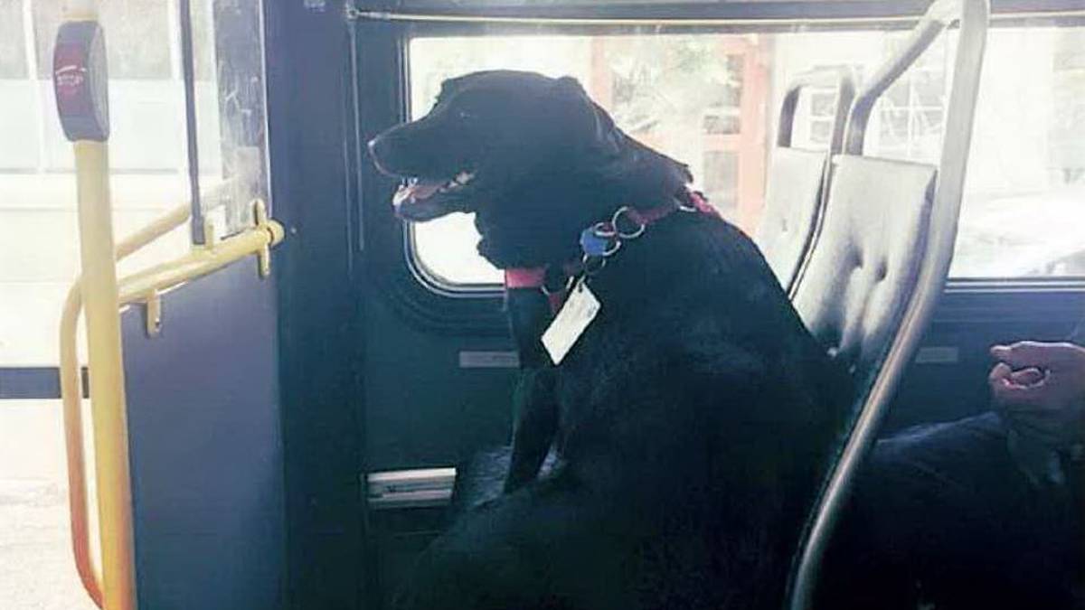 Rimini, sul bus col cane litiga con l'autista: La museruola mettila tu