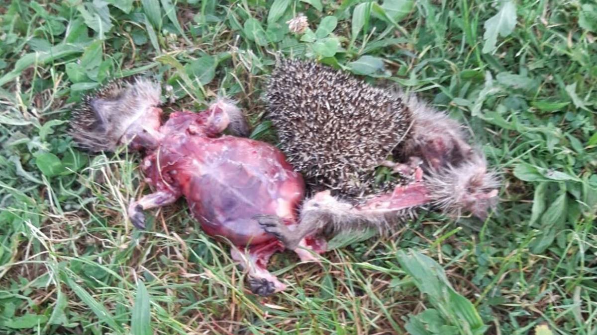 Qualcuno si aggira nei parchi di Cesena scuoiando i ricci