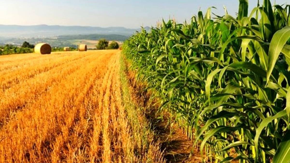 Agricoltura, si attende il bando regionale per i giovani