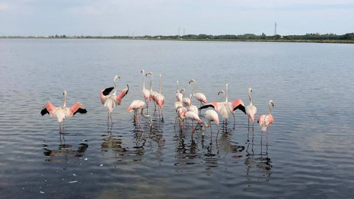 Cervia, liberati nel parco delle saline 20 fenicotteri rosa