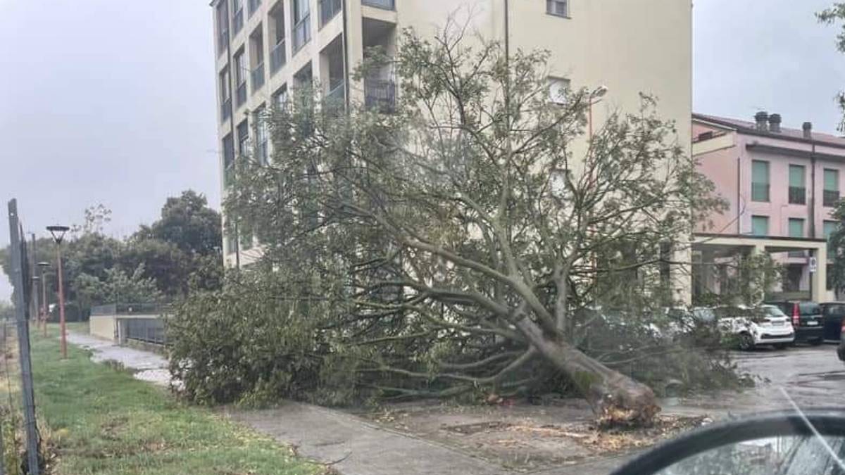 Cesena, maltempo: crolla un albero sulla via simbolo della San Giovanni, interventi a Gattolino e in via Assano