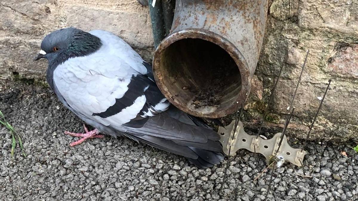 Cesena, un piccione fa retromarcia e sposta il deterrente