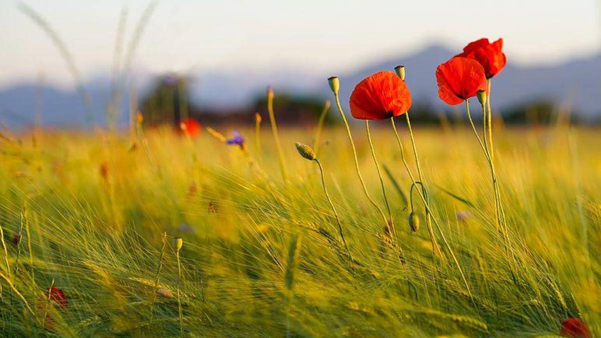 In Emilia Romagna, nuove misure creano una regione eco-friendly