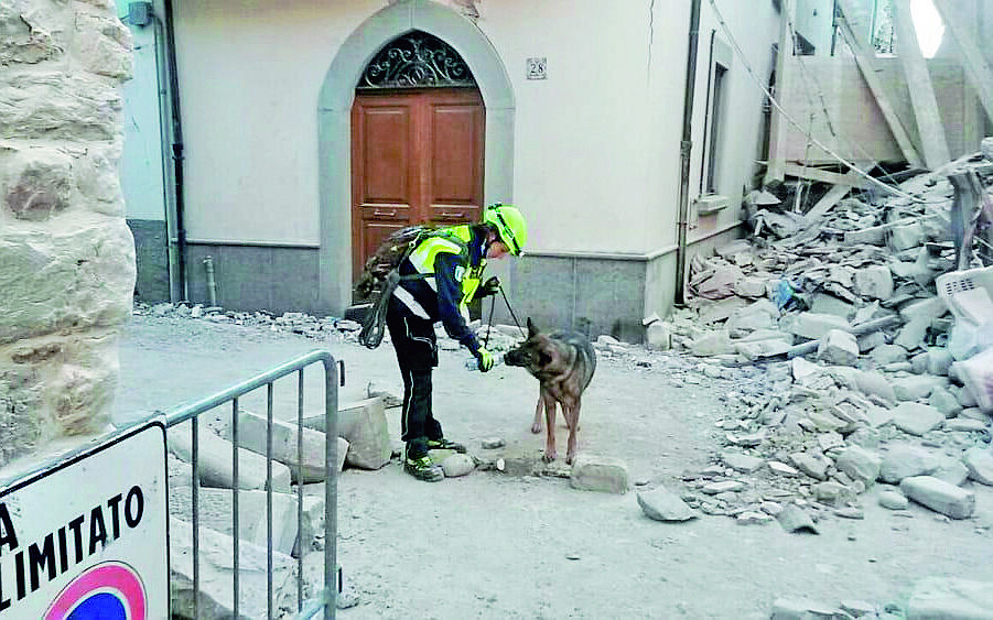 Cesena, morta Oxy, la cagnolina impegnata nel terremoto di Amatrice