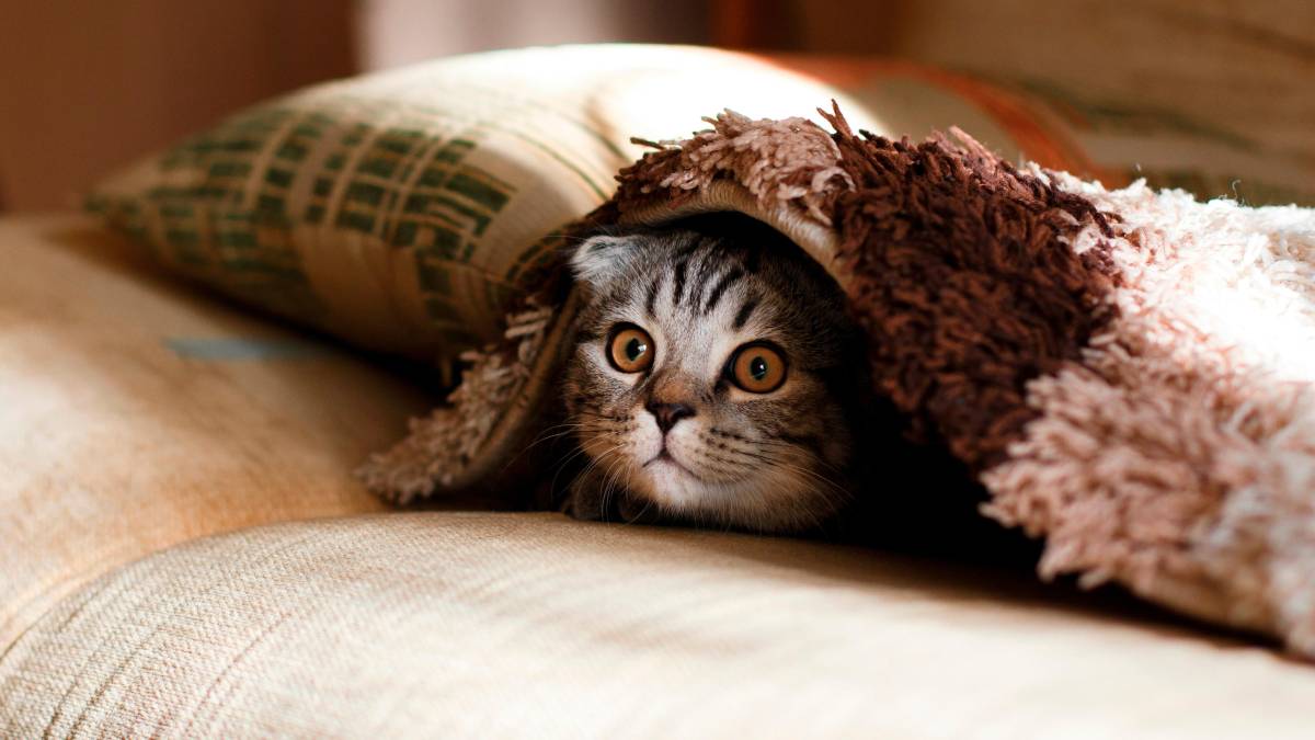 Rimini, il nuovo gattile pronto nel maggio 2027