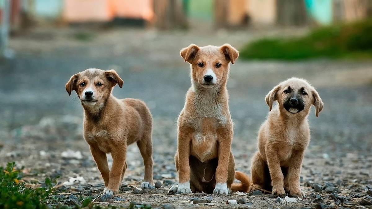 Rimini, un euro al canile ogni prodotto venduto: la raccolta di Demetra fino al 31 gennaio