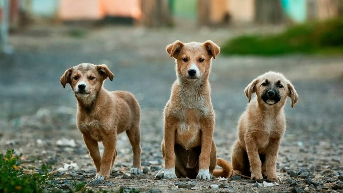 Come evitare che il cane abbai ai vicini