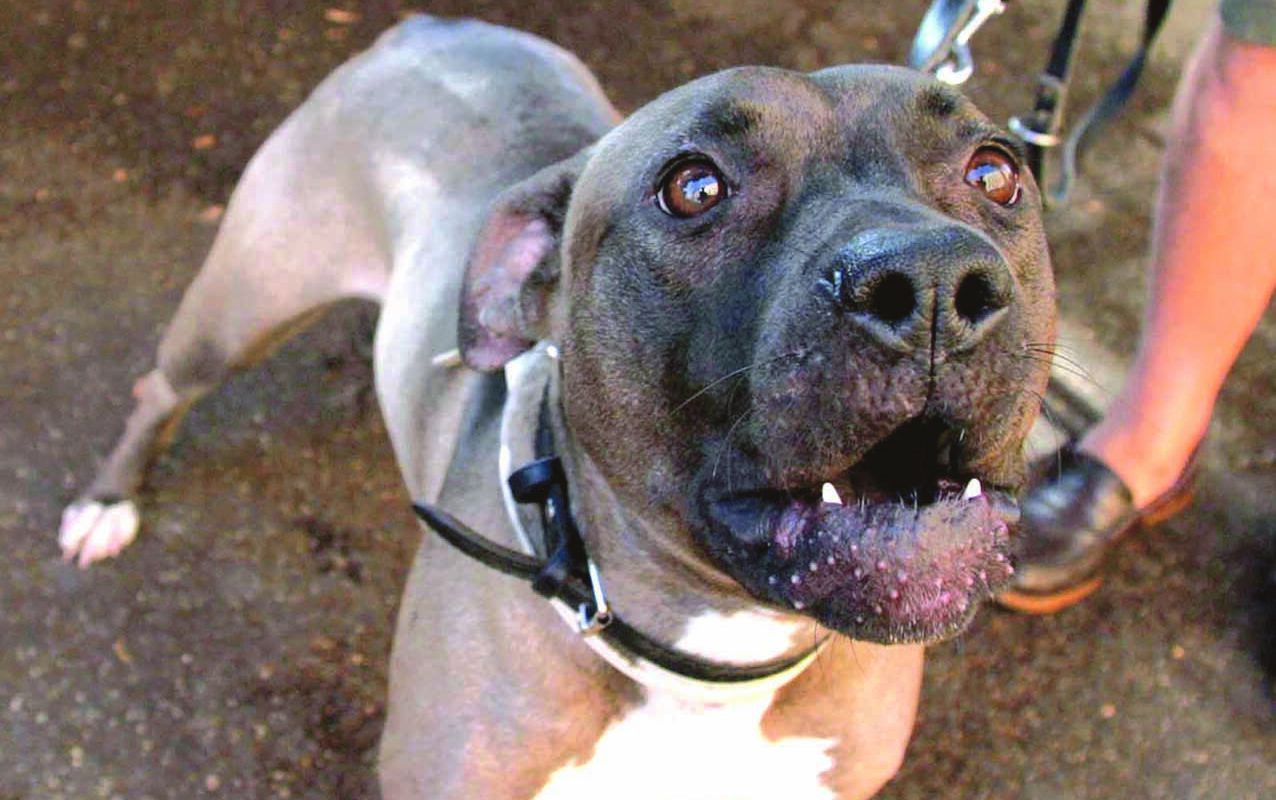 Orecchie mozzate a pit bull a Ravenna, scatta la prescrizione
