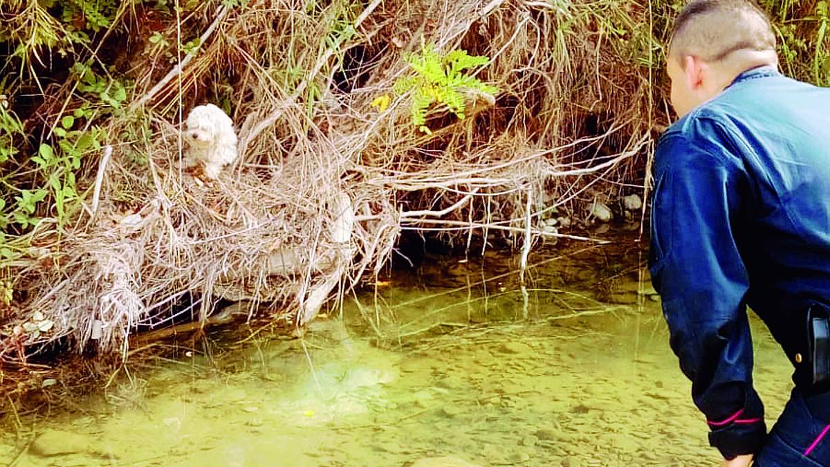 Morciano, salvato un cagnolino in trappola sul Conca