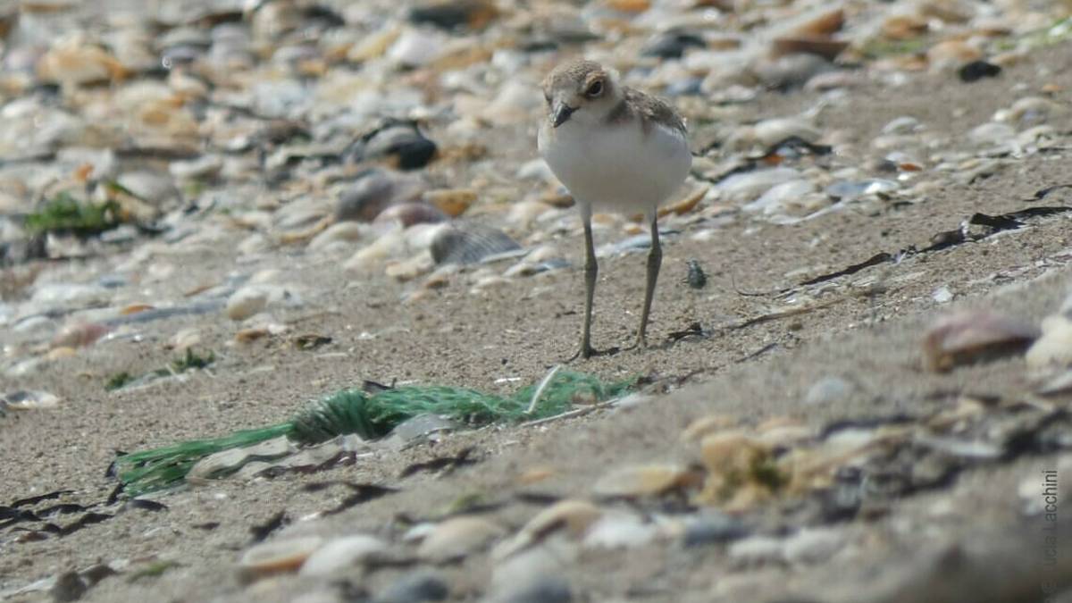 Ravenna, sabato 7 agosto pulizia della spiaggia a Lido di Dante a difesa del fratino