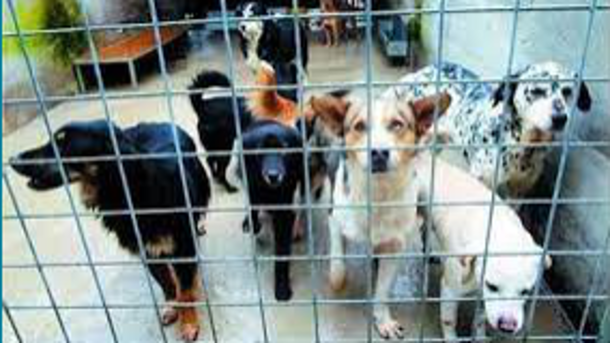 Lugo, ampliamento di canile e infermeria felina