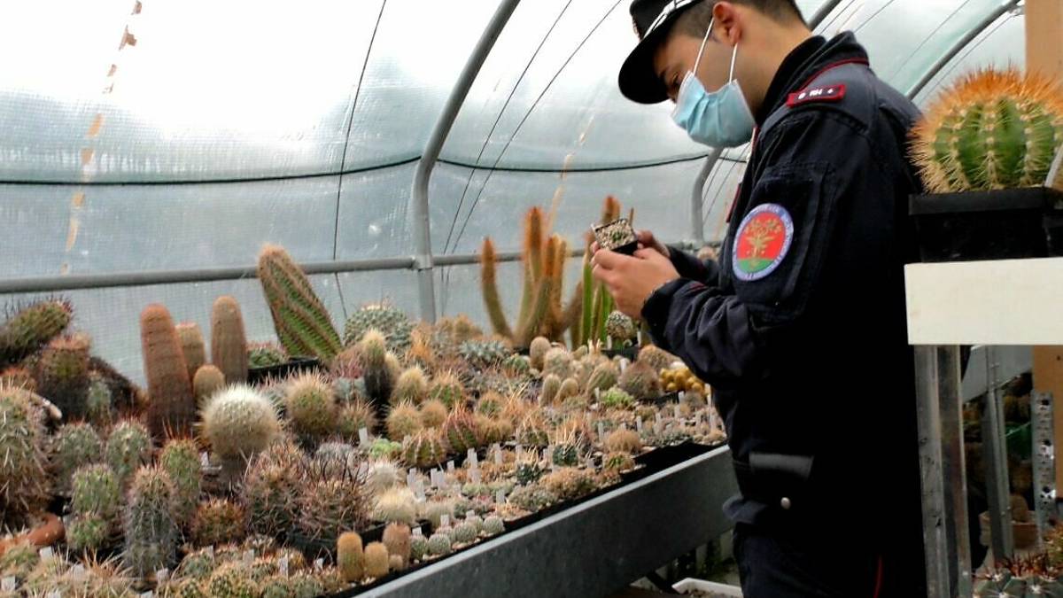 Rimini, dopo il sequestro, mille cactus rimpatriati in Cile