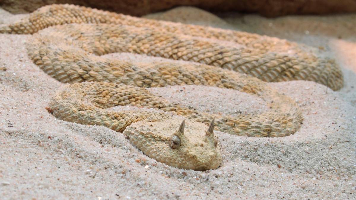 San Marino, ragazzo morso per la seconda volta dalla sua vipera finisce in ospedale