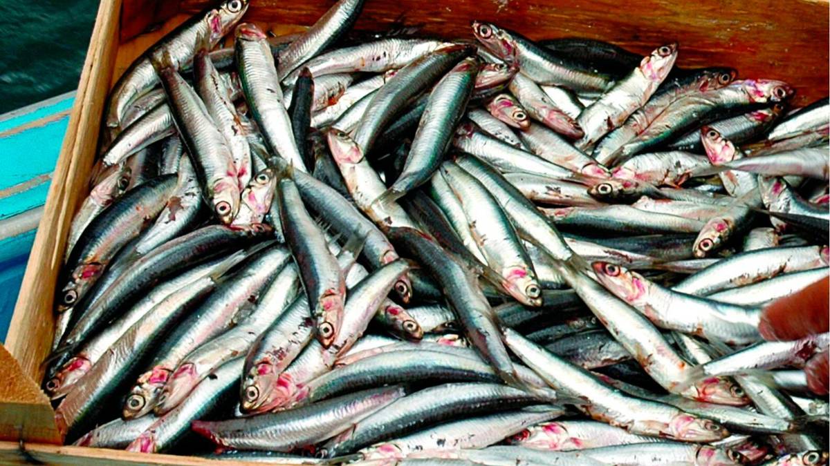 Una cassa piena di acciughe