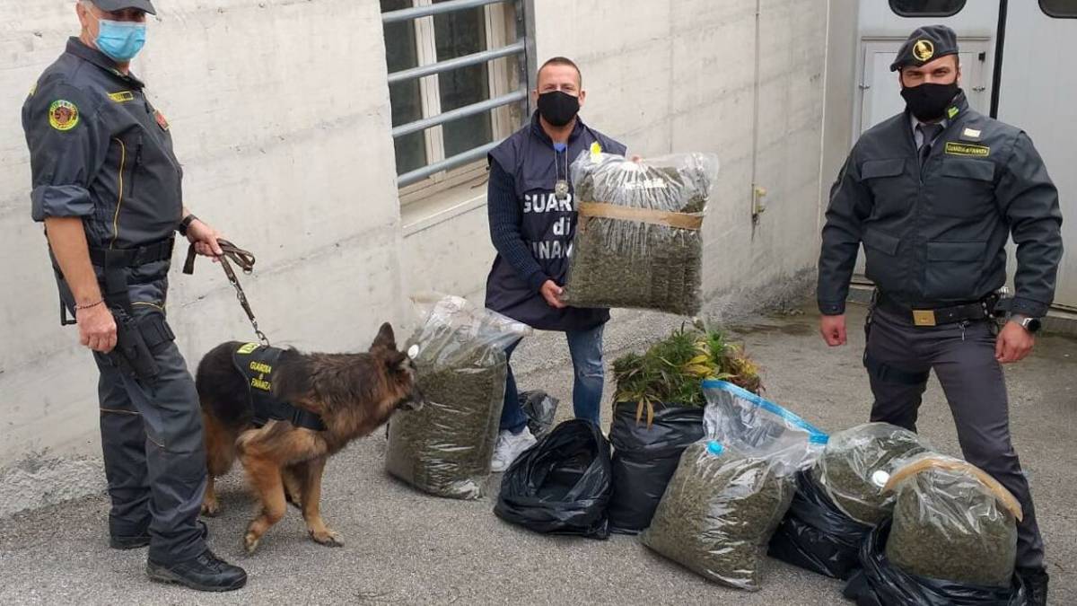 La canapa legale era marijuana: maxisequestro a Rimini
