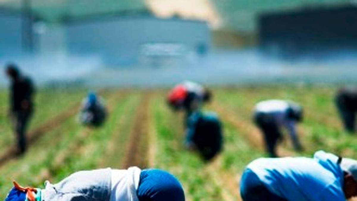 Lavoro nero nei campi, denunciato titolare di impresa agricola a Ravenna