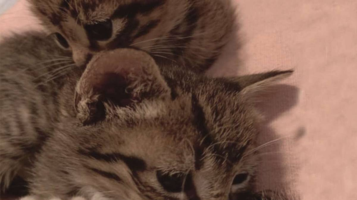 Due cuccioli da adottare