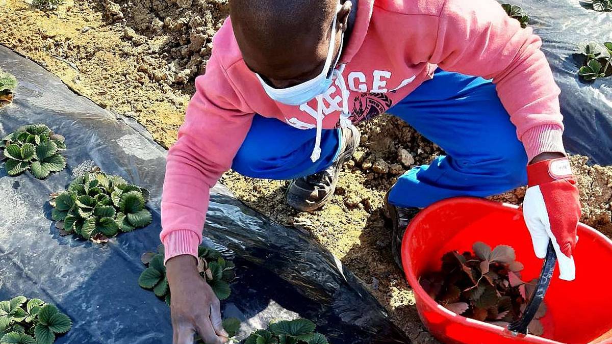 Faenza, la Terra Condivisa dà frutti In consegna fragole solidali