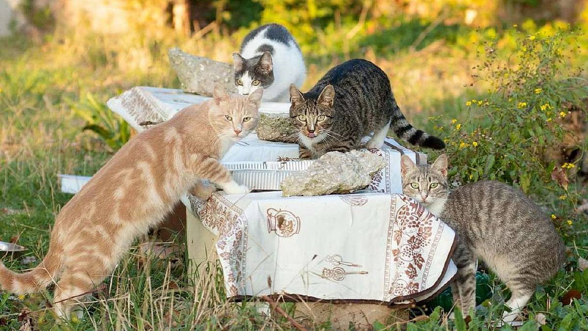 Forlì, furto per punire colonia di gatti: condannata