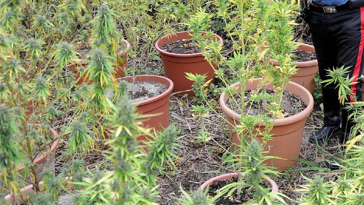Imola, mini-piantagione di cannabis: denunciato