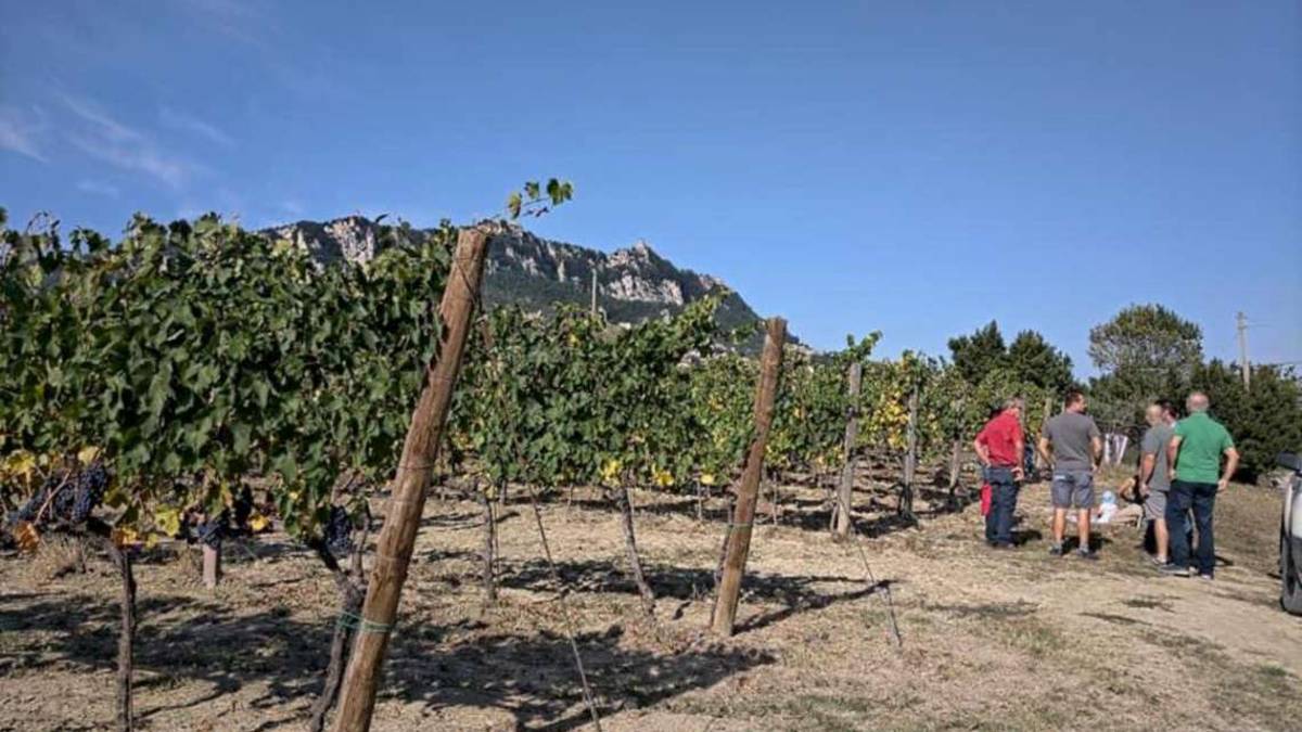 San Marino, la muffa bianca infesta i vigneti