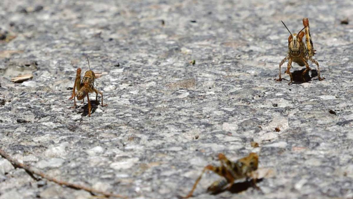 Cesena, incubo cavallette: Tra qualche giorno arriverà il peggio
