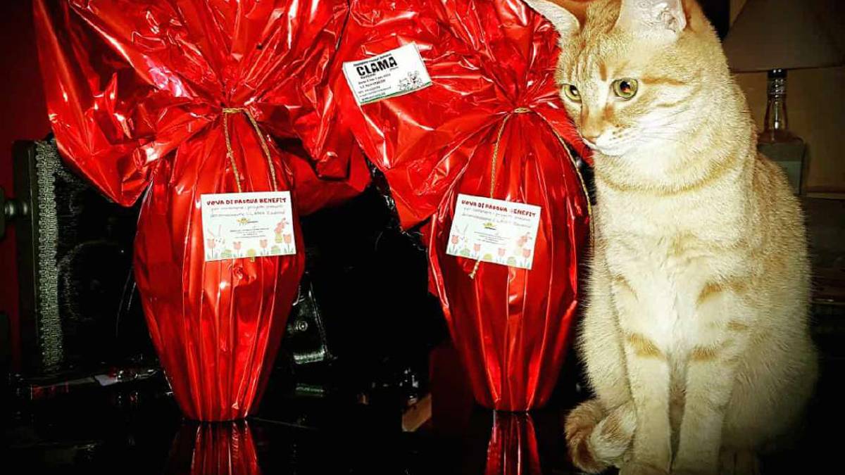 Un cucciolo nell'uovo
