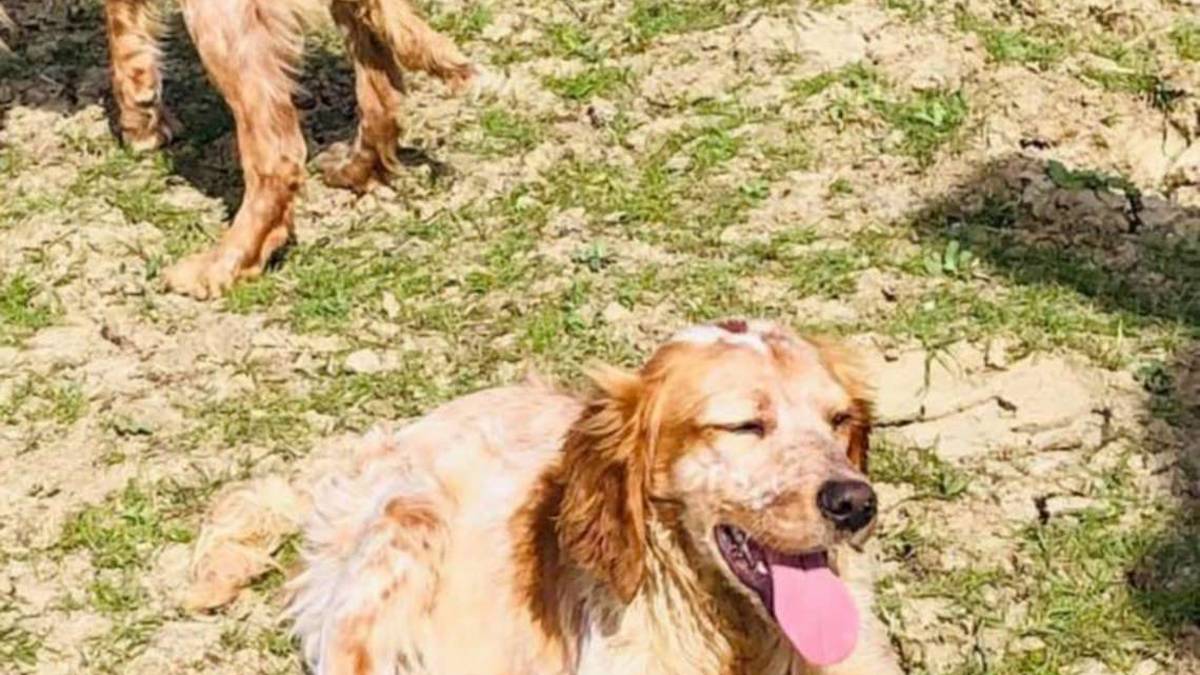 Dolcissimi cagnolini di tre anni