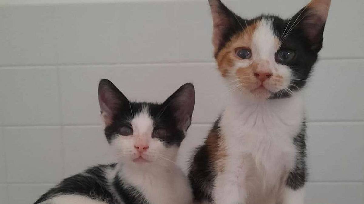 Storie tristi di gatti, il finale è da cambiare