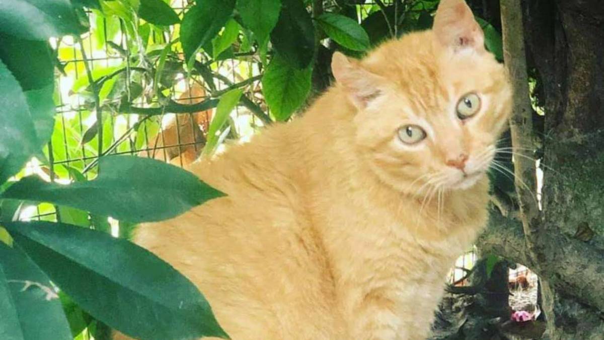Poche le adozioni: allarme al gattile