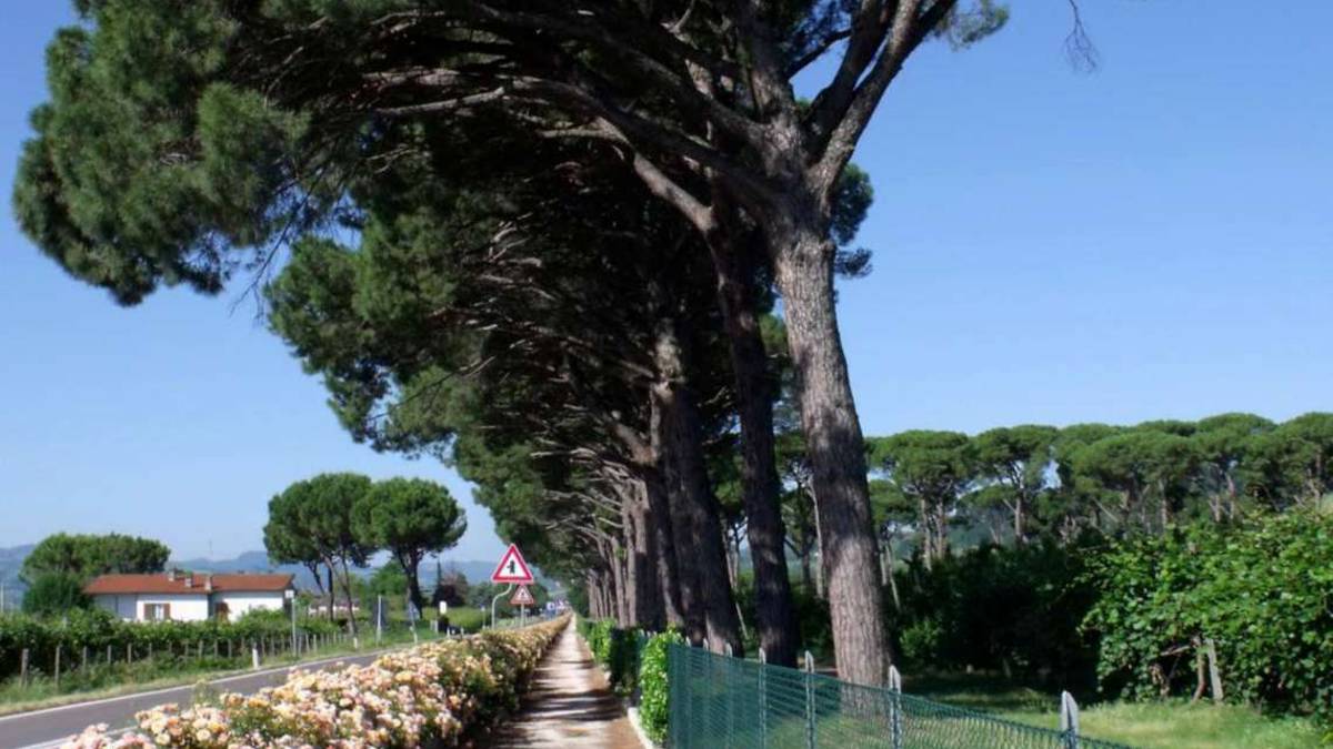 Faenza, sei pini a rischio crollo a Errano. Saranno abbattuti